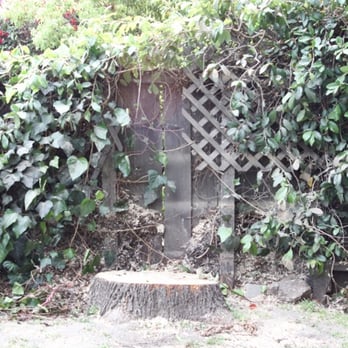 Elite Tree Care - Tree Services Near Me - Los Angeles, California