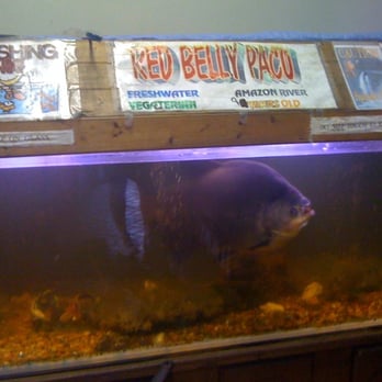 County Tire Service Center - Their pet fish - Tires Near Me - Ormond Beach, Florida