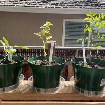 Valley Verde - (Week 1)  Chinese eggplant  Cucumber  Tomato - Community Service/Non-Profit Near Me - San Jose, California