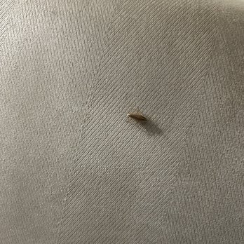 Hotel Silver Spring - cockroach on the couch - Hotels Near Me - Silver Spring, Maryland Hotel Silver Spring - cockroach on the couch - Hotels Near Me - Silver Spring, Maryland
