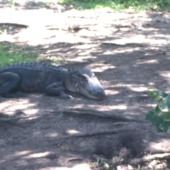 Airboat Adventures - Boat Tours Near Me - Lafitte, Louisiana Airboat Adventures - Boat Tours Near Me - Lafitte, Louisiana
