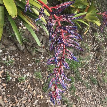 Ali'i Kula Lavender - Tours Near Me - Kula, Hawaii