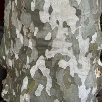 Auberge du petit bistrot - a Plane tree bark - Restaurants Near Me - Vinsobres, 26