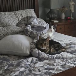 At Home Farm House & Pet Sitting