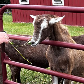 Oxon Hill Farm - Goats - Parks Near Me - Oxon Hill, Maryland Oxon Hill Farm - Goats - Parks Near Me - Oxon Hill, Maryland