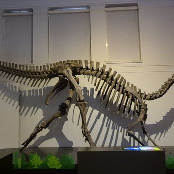 Australian Museum - Museums Near Me - Sydney, NSW Australian Museum - Museums Near Me - Sydney, NSW