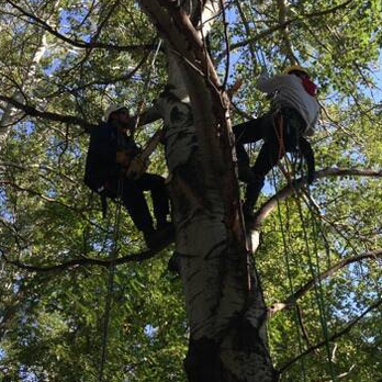 Flight Tree Service - Tree Services Near Me - Zion, Illinois Flight Tree Service - Tree Services Near Me - Zion, Illinois