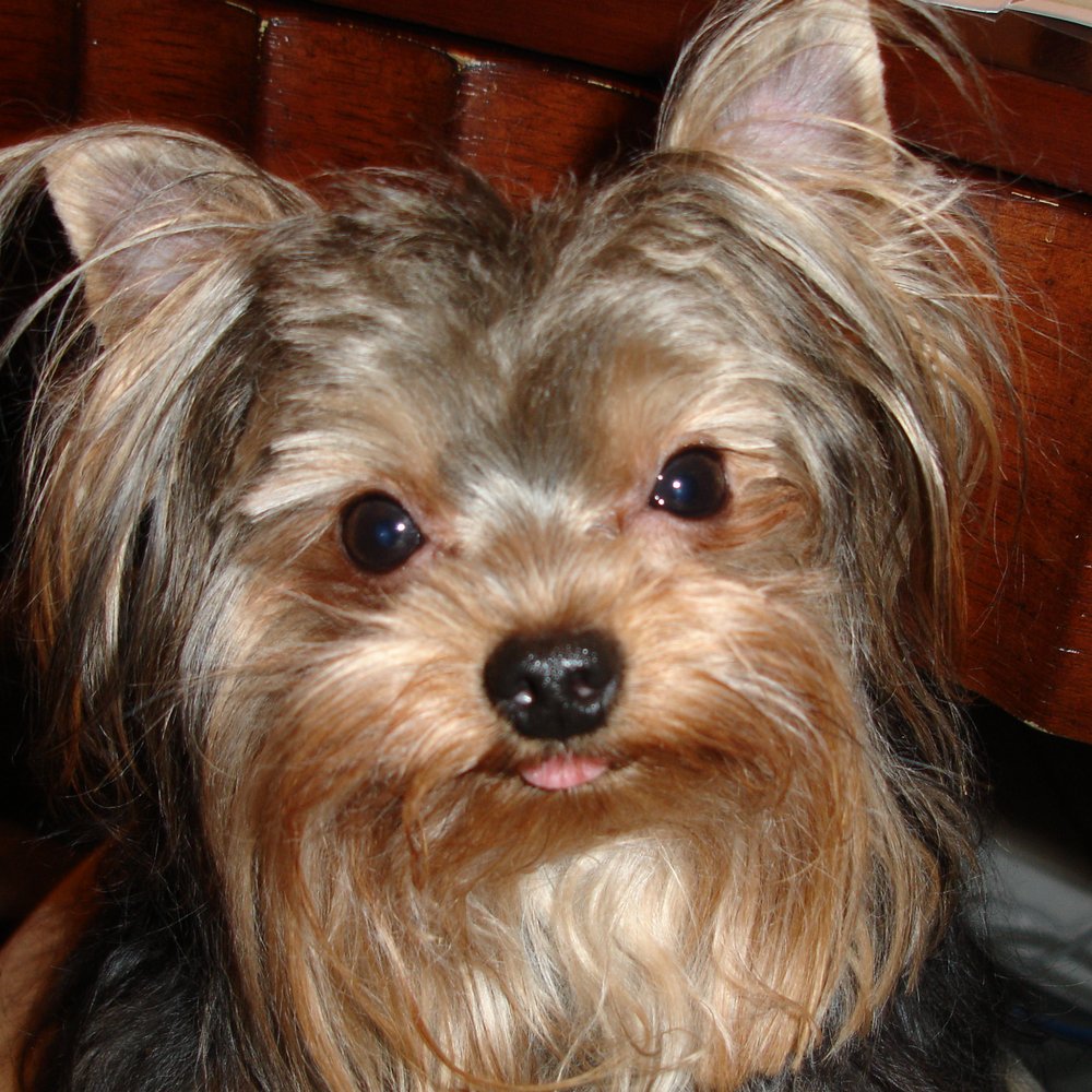 Leo, the 3 pound wonder! Leo, the 3 pound wonder!