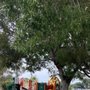 Photo of Lake Belvedere Estates Park