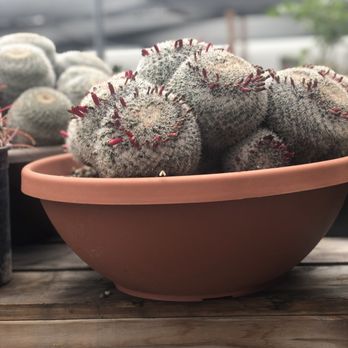 Desert Creations Nursery - Cactus - Gift Shops Near Me - Northridge, California Desert Creations Nursery - Cactus - Gift Shops Near Me - Northridge, California