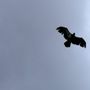 Photo of PicTours Alaska