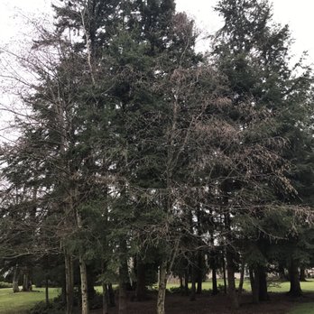 Pine Meadow Park - Beautiful grouping of trees in the park's center. - Parks Near Me - Mill Creek, Washington