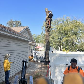 Carter J Trees - Tree Services Near Me