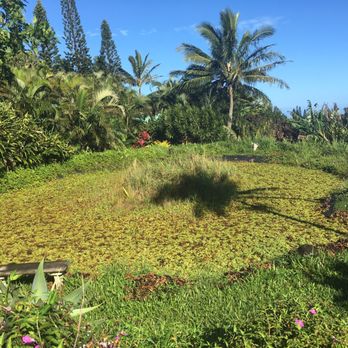 Maui Eco Retreat - Bed & Breakfast Near Me - Haiku, Hawaii