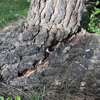 Acampo Tree Service - Tree Services Near Me - Lodi, California