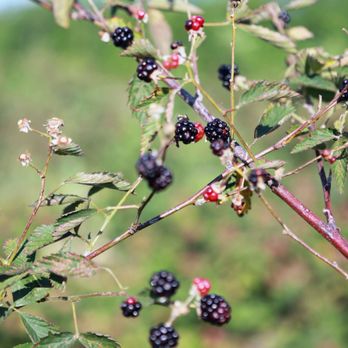 Wild Berry Farm - blackberries on a bush - Farmers Market Near Me - Sadler, Texas Wild Berry Farm - blackberries on a bush - Farmers Market Near Me - Sadler, Texas
