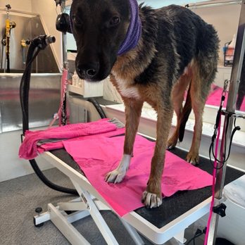 Pup Spa - Pet Groomers Near Me