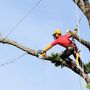 Tree Spark