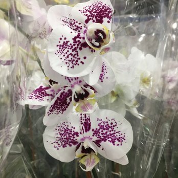 Costco - Orchid $17.99 Jan 2022 - Wholesale Stores Near Me - Bridgewater, New Jersey Costco - Orchid $17.99 Jan 2022 - Wholesale Stores Near Me - Bridgewater, New Jersey