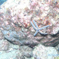 CT Dive Center