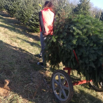 Misty Run Tree Farm - Youngest is pulling it. - Nurseries & Gardening Near Me - Annville, Pennsylvania