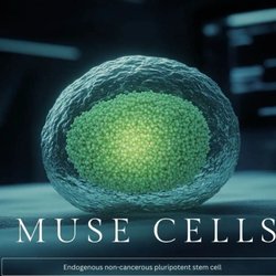 Paul Finucan, DC - There are no more powerful Stem cells than Muse Cells, and we have RPA infused Muse cells at Alternative Health and Healing Center Naples Fl