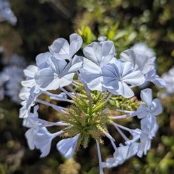 Bruzzone Dog Park - Flowers