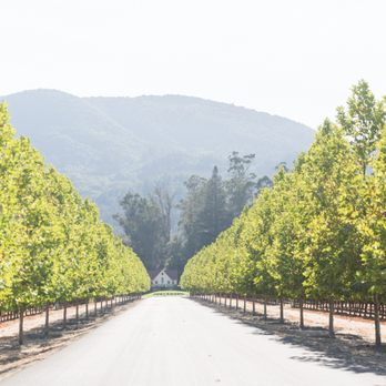 Inglenook - Entrance driveway as you're driving up to Inglenook. Photo by Zoe Larkin. - Wineries Near Me - Rutherford, California