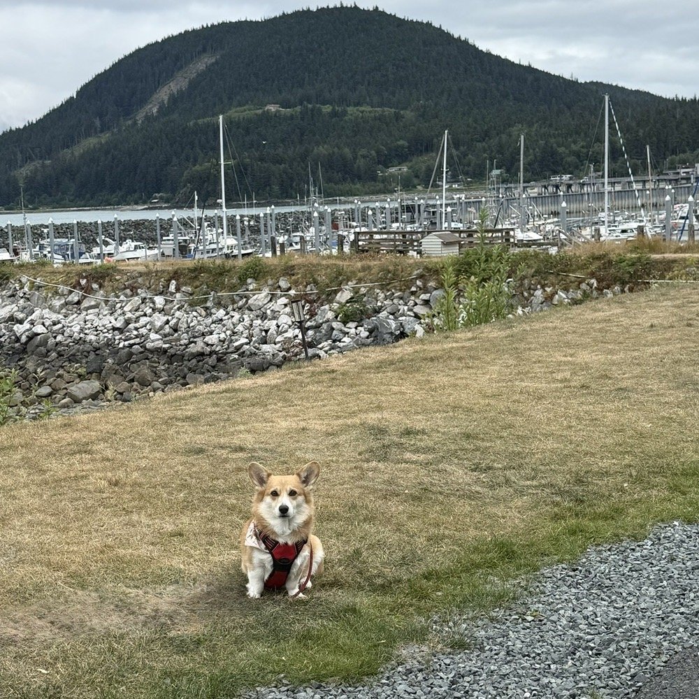 Oceanside RV Park - Posy enjoyed the grass area. - RV Parks Near Me - Haines, Alaska Oceanside RV Park - Posy enjoyed the grass area. - RV Parks Near Me - Haines, Alaska