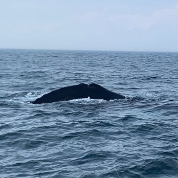 Granite State Whale Watch - Whale Watching Tours Near Me