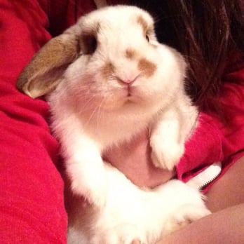 Pets Paradise - Pet Services Near Me - Sacramento, California Pets Paradise - Pet Services Near Me - Sacramento, California