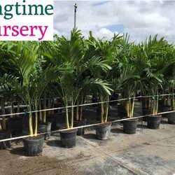 Springtime Farms - 7 Gallon Christmas Palms $35
