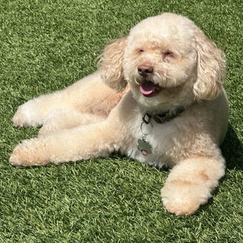 Pacific Pet Grooming - Pet Groomers Near Me Pacific Pet Grooming - Pet Groomers Near Me