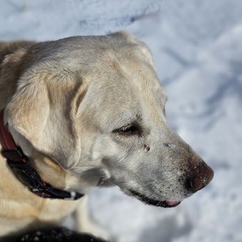 Merry Pets - Stella - Dog Walkers Near Me - Salt Lake City, Utah