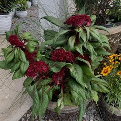 Coastal Nursery & Landscape Supply