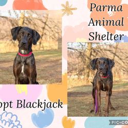 Parma Animal Shelter