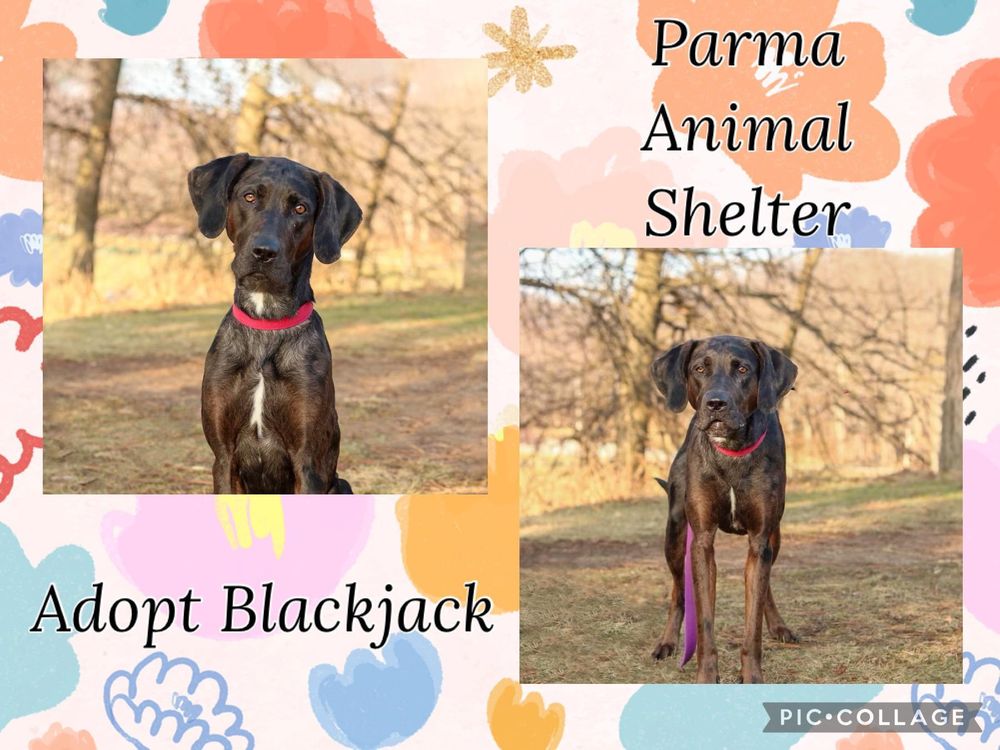 PARMA ANIMAL SHELTER Updated August 2024 6260 State Rd, Cleveland