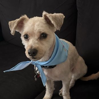 Colonies Pet Grooming - Pet Groomers Near Me - Upland, California Colonies Pet Grooming - Pet Groomers Near Me - Upland, California