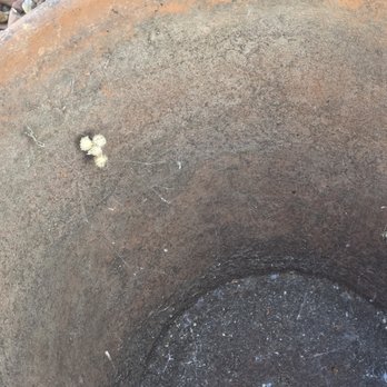 EcoGuard Pest Management - Brown widow spider eggs in a flower pot. - Pest Control Near Me - Anaheim, California EcoGuard Pest Management - Brown widow spider eggs in a flower pot. - Pest Control Near Me - Anaheim, California