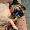 Gentle Hearts Animal Hospital gift card