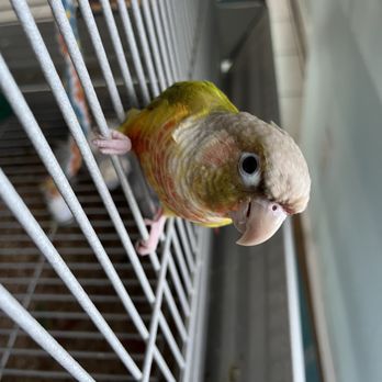 Everything Birds - Heart - Bird Shops Near Me - Oldsmar, Florida Everything Birds - Heart - Bird Shops Near Me - Oldsmar, Florida