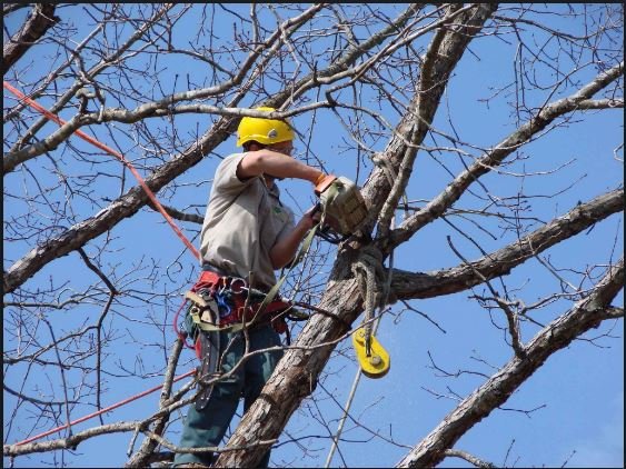 Johnson Tree Service Fort Wayne - tree service in Fort Wayne, IN