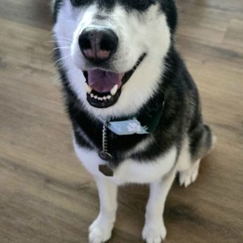 DashHound Grooming - Pet Groomers Near Me - Bakersfield, California DashHound Grooming - Pet Groomers Near Me - Bakersfield, California