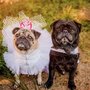 Photo of As You Wish Wedding Officiant