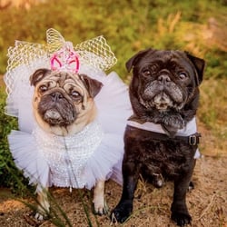 As You Wish Wedding Officiant