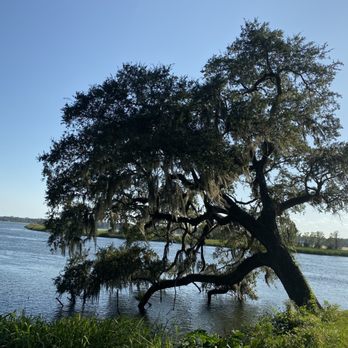 Mepkin Abbey - Beautiful tree on water - Churches Near Me - Moncks Corner, South Carolina