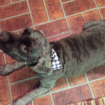 MacKenzie-Childs Aurora - Jasper rocking his Courtly Check collar from Barn Sale 2015!! - Home Decor Near Me - Aurora, New York