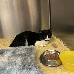 Cedar Veterinary Clinic