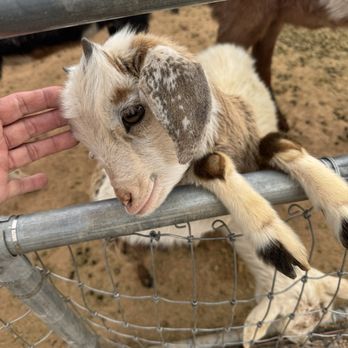 Ghost Ranch Exotics and Funny Foot Farm - Sweet baby goat - Attraction Farms Near Me - Marana, Arizona Ghost Ranch Exotics and Funny Foot Farm - Sweet baby goat - Attraction Farms Near Me - Marana, Arizona