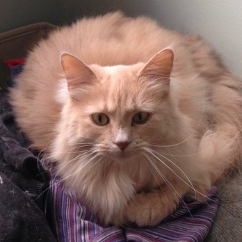 Cat et cetera - Cat et cetera - Pet Sitting Near Me Cat et cetera - Cat et cetera - Pet Sitting Near Me